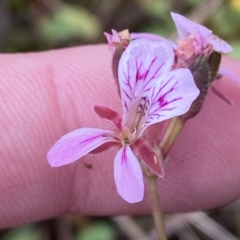 Pelargonium inodorum (Kopata) at Bullen Range - 8 Apr 2023 by Tapirlord