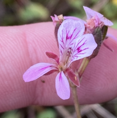 Pelargonium inodorum (Kopata) at Paddys River, ACT - 8 Apr 2023 by Tapirlord