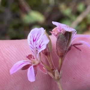 Pelargonium inodorum at Paddys River, ACT - 8 Apr 2023