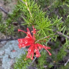 Grevillea juniperina subsp. fortis at Paddys River, ACT - 8 Apr 2023