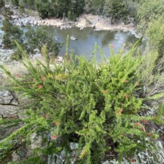 Grevillea juniperina subsp. fortis at Paddys River, ACT - 8 Apr 2023