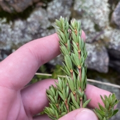 Micrantheum hexandrum (Box Micrantheum) at Bullen Range - 8 Apr 2023 by Tapirlord