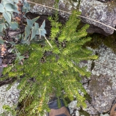 Micrantheum hexandrum at Paddys River, ACT - 8 Apr 2023