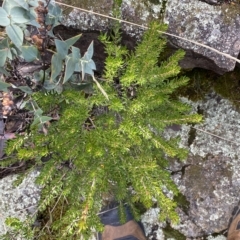 Micrantheum hexandrum at Paddys River, ACT - 8 Apr 2023 10:08 AM