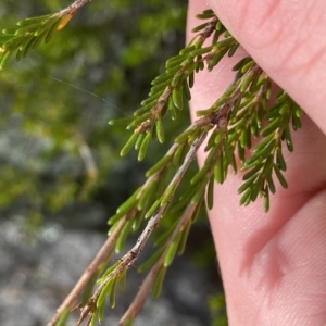 Calytrix tetragona at Paddys River, ACT - 8 Apr 2023 10:06 AM