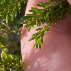 Calytrix tetragona at Paddys River, ACT - 8 Apr 2023 10:06 AM