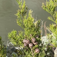 Callitris endlicheri (Black Cypress Pine) at Paddys River, ACT - 8 Apr 2023 by Tapirlord