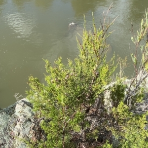 Callitris endlicheri at Paddys River, ACT - 8 Apr 2023