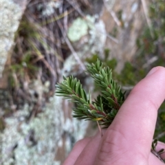 Micrantheum hexandrum (Box Micrantheum) at Paddys River, ACT - 8 Apr 2023 by Tapirlord