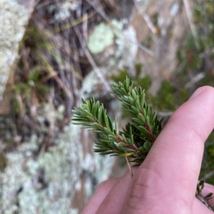 Micrantheum hexandrum at Paddys River, ACT - 8 Apr 2023