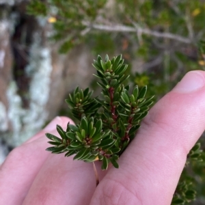 Micrantheum hexandrum at Paddys River, ACT - 8 Apr 2023