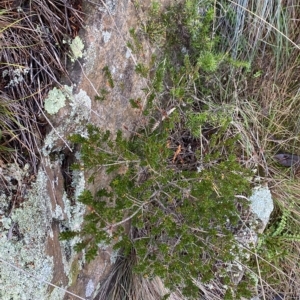 Micrantheum hexandrum at Paddys River, ACT - 8 Apr 2023