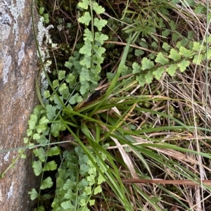 Asplenium flabellifolium at Paddys River, ACT - 8 Apr 2023 10:05 AM