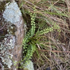 Asplenium flabellifolium at Paddys River, ACT - 8 Apr 2023 10:05 AM