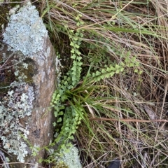 Asplenium flabellifolium at Paddys River, ACT - 8 Apr 2023 10:05 AM