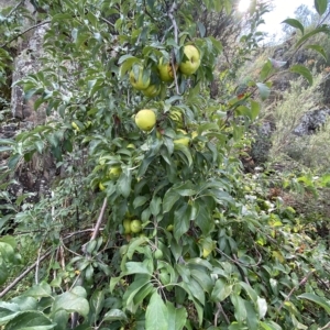 Malus domestica at Paddys River, ACT - 8 Apr 2023 10:00 AM