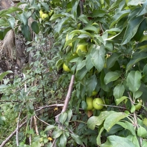 Malus domestica at Paddys River, ACT - 8 Apr 2023 10:00 AM