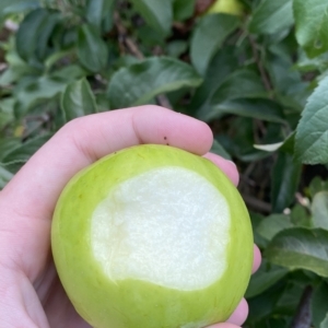 Malus domestica at Paddys River, ACT - 8 Apr 2023 10:00 AM