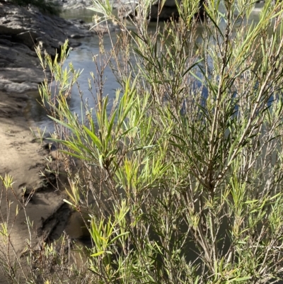 Callistemon sieberi (River Bottlebrush) at Paddys River, ACT - 8 Apr 2023 by Tapirlord
