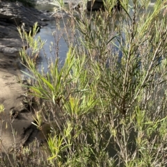 Callistemon sieberi at Paddys River, ACT - 8 Apr 2023