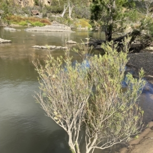 Callistemon sieberi at Paddys River, ACT - 8 Apr 2023