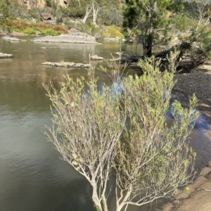 Callistemon sieberi at Paddys River, ACT - 8 Apr 2023