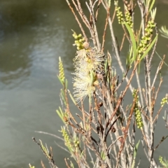 Callistemon sieberi at Paddys River, ACT - 8 Apr 2023