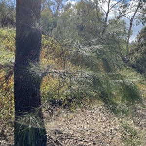 Casuarina cunninghamiana subsp. cunninghamiana at Paddys River, ACT - 8 Apr 2023