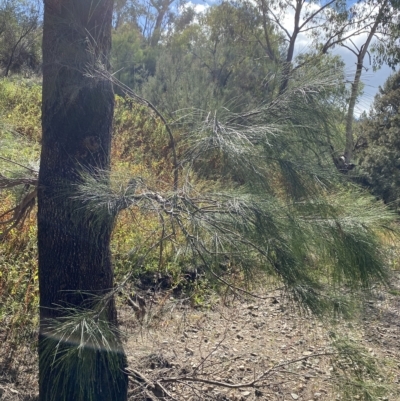 Casuarina cunninghamiana subsp. cunninghamiana (River She-Oak, River Oak) at Paddys River, ACT - 8 Apr 2023 by Tapirlord