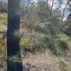 Casuarina cunninghamiana subsp. cunninghamiana (River She-Oak, River Oak) at Bullen Range - 7 Apr 2023 by Tapirlord