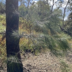 Casuarina cunninghamiana subsp. cunninghamiana at Paddys River, ACT - 8 Apr 2023