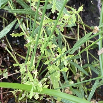 Centipeda minima subsp. minima (Spreading Sneezeweed) at Paddys River, ACT - 7 Apr 2023 by Tapirlord