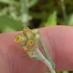 Pseudognaphalium luteoalbum (Jersey Cudweed) at Paddys River, ACT - 8 Apr 2023 by Tapirlord