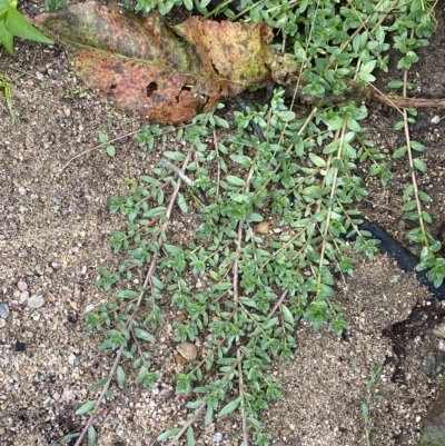 Lythrum hyssopifolia (Small Loosestrife) at Bullen Range - 7 Apr 2023 by Tapirlord