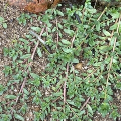 Lythrum hyssopifolia at Paddys River, ACT - 8 Apr 2023