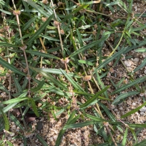 Alternanthera denticulata at Paddys River, ACT - 8 Apr 2023 09:53 AM