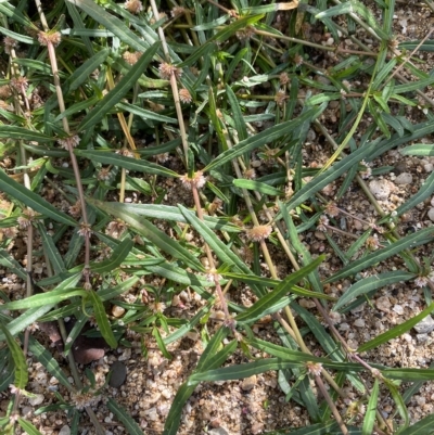 Alternanthera denticulata (Lesser Joyweed) at Paddys River, ACT - 7 Apr 2023 by Tapirlord