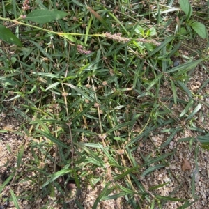 Alternanthera denticulata at Paddys River, ACT - 8 Apr 2023 09:53 AM