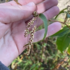 Persicaria decipiens (Slender Knotweed) at Paddys River, ACT - 8 Apr 2023 by Tapirlord