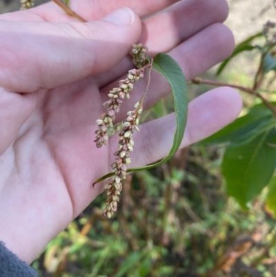 Persicaria decipiens (Slender Knotweed) at Paddys River, ACT - 8 Apr 2023 by Tapirlord