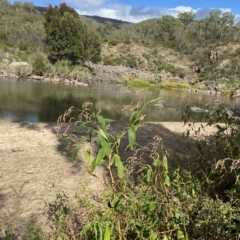 Persicaria decipiens at Paddys River, ACT - 8 Apr 2023