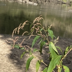 Persicaria decipiens at Paddys River, ACT - 8 Apr 2023 09:50 AM