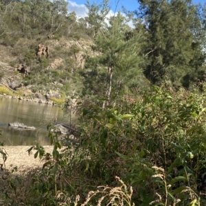 Persicaria decipiens at Paddys River, ACT - 8 Apr 2023