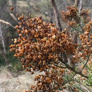 Bursaria spinosa subsp. lasiophylla at Paddys River, ACT - 8 Apr 2023 09:41 AM