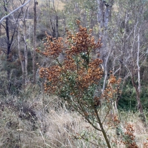 Bursaria spinosa subsp. lasiophylla at Paddys River, ACT - 8 Apr 2023