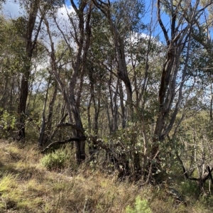 Eucalyptus dives at Paddys River, ACT - 8 Apr 2023