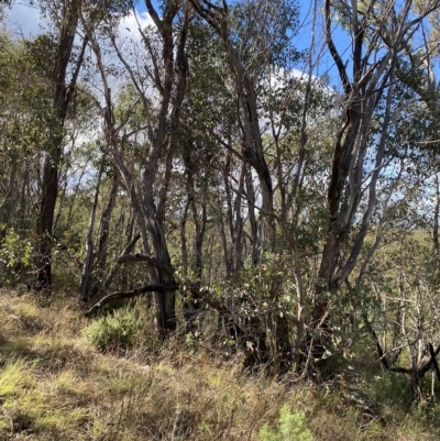 Eucalyptus dives (Broad-leaved Peppermint) at Paddys River, ACT - 8 Apr 2023 by Tapirlord