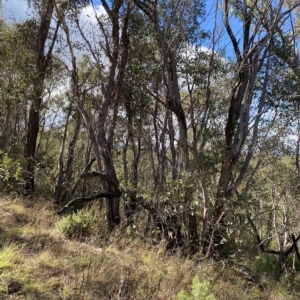 Eucalyptus dives at Paddys River, ACT - 8 Apr 2023 09:31 AM