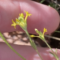 Pimelea curviflora var. sericea (Curved Riceflower) at Paddys River, ACT - 8 Apr 2023 by Tapirlord