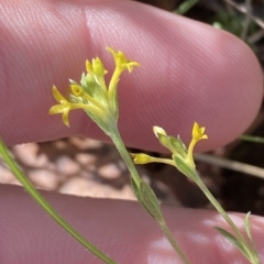 Pimelea curviflora var. sericea (Curved Riceflower) at Paddys River, ACT - 7 Apr 2023 by Tapirlord